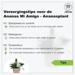 ZynesFlora - Ananasplant In Houten Sierpot - Ø 12 Cm - Hoogte: 30 - 40cm - Luchtzuiverend - Kamerplant - Kamerplant In Pot -Exporteren Buiten Groen Winkel 1200x1200 181