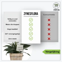 ZynesFlora - Ananasplant In Houten Sierpot - Ø 12 Cm - Hoogte: 30 - 40cm - Luchtzuiverend - Kamerplant - Kamerplant In Pot -Exporteren Buiten Groen Winkel 1200x1200 182