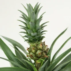ZynesFlora - Ananasplant In Houten Sierpot - Ø 12 Cm - Hoogte: 30 - 40cm - Luchtzuiverend - Kamerplant - Kamerplant In Pot -Exporteren Buiten Groen Winkel 1200x1200 184