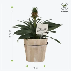 ZynesFlora - Ananasplant In Houten Sierpot - Ø 12 Cm - Hoogte: 30 - 40cm - Luchtzuiverend - Kamerplant - Kamerplant In Pot -Exporteren Buiten Groen Winkel 1200x1200 185