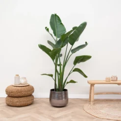 Strelitzia Nicolai - 180cm 14 Strelitzia Nicolai - 180cm -Exporteren Buiten Groen Winkel 1200x1200 189