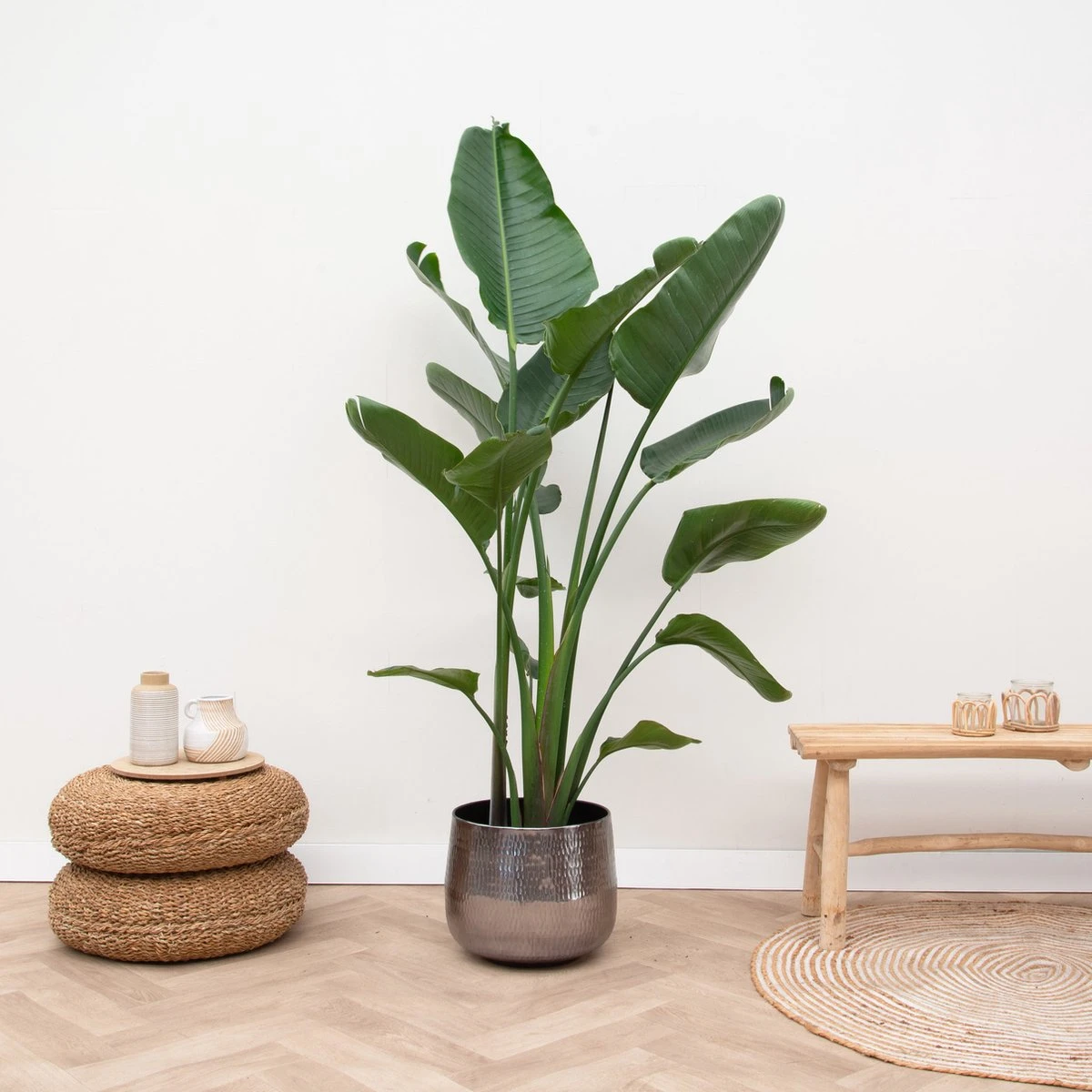 Strelitzia Nicolai - 180cm 4 Strelitzia Nicolai - 180cm - Afbeelding 4