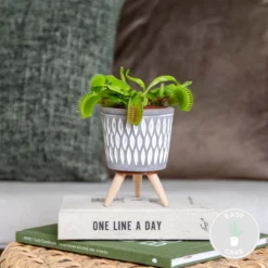 Kleine Vleesetende Plant | Dionaea Per Stuk - Binnen- En Buitenplant In Kwekerspot ⌀6 Cm - ↕10 Cm -Exporteren Buiten Groen Winkel 1200x1200 191