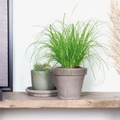 Cyperus Alternifolius 'Zumula' - Kattengras - Kamerplant - Huisdiervriendelijk - ⌀12 Cm - 20-25 Cm -Exporteren Buiten Groen Winkel 1200x1200 193