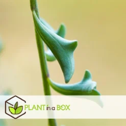 Plant In A Box - Senecio Peregrinus - Set Van 2 Hangplanten - Kamerplant - Dolfijnenplant - Pot 12cm - Hoogte 10-20cm -Exporteren Buiten Groen Winkel 1200x1200 198