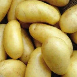 Pootaardappel 'Annabelle', Maat 28/32 - Zeer Vroeg Ras - 1kg (35-40st.) -Exporteren Buiten Groen Winkel 1200x1200 20