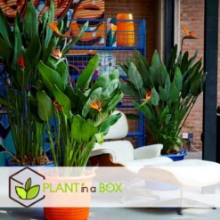 Plant In A Box - Strelitzia Reginea - Set Van 2 - Tropische Kamerplant - Paradijsvogelbloem - Pot 9cm - Hoogte 25-40cm -Exporteren Buiten Groen Winkel 1200x1200 202