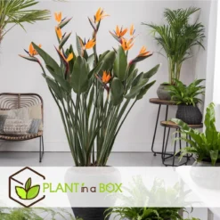 Plant In A Box - Strelitzia Reginea - Set Van 2 - Tropische Kamerplant - Paradijsvogelbloem - Pot 9cm - Hoogte 25-40cm -Exporteren Buiten Groen Winkel 1200x1200 203