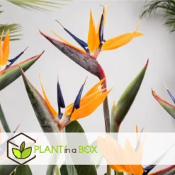 Plant In A Box - Strelitzia Reginea - Set Van 2 - Tropische Kamerplant - Paradijsvogelbloem - Pot 9cm - Hoogte 25-40cm -Exporteren Buiten Groen Winkel 1200x1200 205