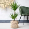 Dracaena Marginata | Groene Kamerplant | Potmaat 21cm | Hoogte 95cm | Geleverd In Kwekerspot