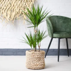 Dracaena Marginata | Groene Kamerplant | Potmaat 21cm | Hoogte 95cm | Geleverd In Kwekerspot