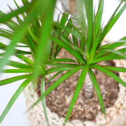 Dracaena Marginata | Groene Kamerplant | Potmaat 21cm | Hoogte 95cm | Geleverd In Kwekerspot -Exporteren Buiten Groen Winkel 1200x1200 214