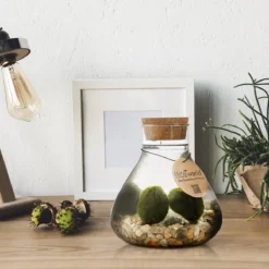 Mosbal Aquarium - Ecoworld Marimo Mini Piramide Met Mosballen - Inclusief Kurk - Mosbol - 3 Stuks - Ecosysteem In Fles - Piramide Glas Ø 16,5 - H 20 Cm -Exporteren Buiten Groen Winkel 1200x1200 222