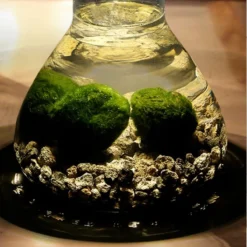 Mosbal Aquarium - Ecoworld Marimo Mini Piramide Met Mosballen - Inclusief Kurk - Mosbol - 3 Stuks - Ecosysteem In Fles - Piramide Glas Ø 16,5 - H 20 Cm -Exporteren Buiten Groen Winkel 1200x1200 223