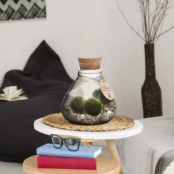 Mosbal Aquarium - Ecoworld Marimo Mini Piramide Met Mosballen - Inclusief Kurk - Mosbol - 3 Stuks - Ecosysteem In Fles - Piramide Glas Ø 16,5 - H 20 Cm -Exporteren Buiten Groen Winkel 1200x1200 224