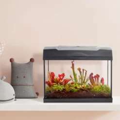 Swampworld Terrarium XL Met Lamp - Vleesetende Planten Terrarium - 5 Verschillende Vleesetende Plant Soorten - L39xB21xH31 Cm -Exporteren Buiten Groen Winkel 1200x1200 226
