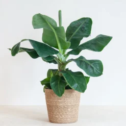 Musa Dwarf Cavendish - Bananenplant - P21 -Exporteren Buiten Groen Winkel 1200x1200 229