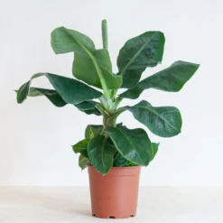 Musa Dwarf Cavendish - Bananenplant - P21 -Exporteren Buiten Groen Winkel 1200x1200 230