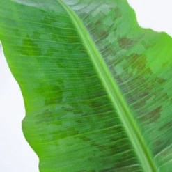 Musa Dwarf Cavendish - Bananenplant - P21 -Exporteren Buiten Groen Winkel 1200x1200 231