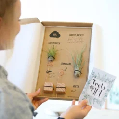 Luchtplantjes -Exporteren Buiten Groen Winkel 1200x1200 241