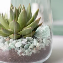 Glaasje Geluk | Echeveria Miranda | In Glas Arrangement | Planten | Bloompost -Exporteren Buiten Groen Winkel 1200x1200 248