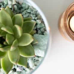 Glaasje Geluk | Echeveria Miranda | In Glas Arrangement | Planten | Bloompost -Exporteren Buiten Groen Winkel 1200x1200 249