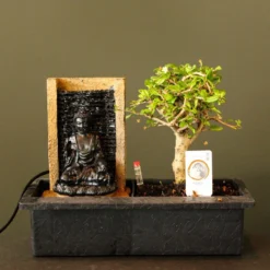 ZynesFlora - Bonsai Met Waterval - Ø 27 Cm - Hoogte: 25-30 Cm - Kamerplant In Pot -Exporteren Buiten Groen Winkel 1200x1200 251