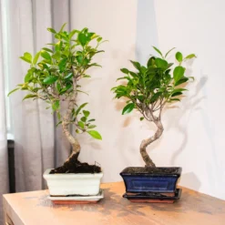 ZynesFlora - Bonsai Met Waterval - Ø 27 Cm - Hoogte: 25-30 Cm - Kamerplant In Pot -Exporteren Buiten Groen Winkel 1200x1200 253