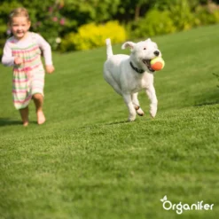 Speelgazon Graszaad (1kg Voor 50m2) - Snelkiemend En Zelfherstellend Sportgazon Bestand Tegen Betreding - Resilient - Organifer -Exporteren Buiten Groen Winkel 1200x1200 269