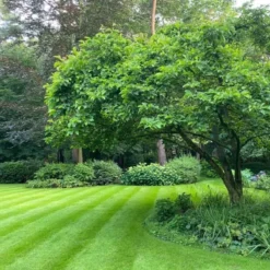 Schaduw Graszaad Voor 50m² Gras | Voor Een Gazon Met Veel Schaduw | Hitte & Droogte Resistent -Exporteren Buiten Groen Winkel 1200x1200 321