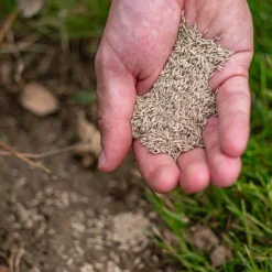 ECOstyle Extra Graszaad Herstel - Inzaaien Van Kale Plekken En Beschadigde Delen - Vogelwerende Coating - Dicht & Sterk Gazon - Kiemt Bij Lage Temperatuur - 4-6 M² - 100 GR -Exporteren Buiten Groen Winkel 1200x1200 325