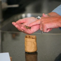 Zaden Je Bent Goud Waard - Goudsbloem -Exporteren Buiten Groen Winkel 1200x1200 336