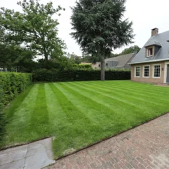 Snelkiemend Power Graszaad Voor 50m² Gras | Hoge Kwaliteit Gras Voor Een Snel Groeiend Meerjarig Gazon -Exporteren Buiten Groen Winkel 1200x1200 396