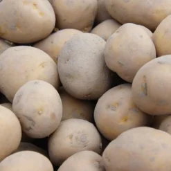Pootaardappel 'Frieslander', Maat 28/35 - Vroeg Ras - 1kg (25-28st.) -Exporteren Buiten Groen Winkel 1200x1200 4