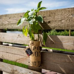 Hangtuintjes Keukenkruiden Kweken - Set 4st. -Exporteren Buiten Groen Winkel 1200x1200 40