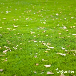 Herstelgazon Graszaad Met Grote Kiemkracht – Fast Repair (5 Kg Voor 250m2) Organifer -Exporteren Buiten Groen Winkel 1200x1200 413