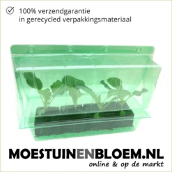 Merkloos 4 Lagen Vers Mos (Platmos) - Leuk Voor Decoratie - In Kist (40x30cm) -Exporteren Buiten Groen Winkel 1200x1200 425