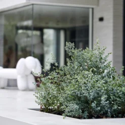 Eucalyptus Gunnii - Gomboom - Heester - Groenblijvend - ⌀17 Cm - 40-50 Cm -Exporteren Buiten Groen Winkel 1200x1200 427