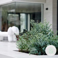 Eucalyptus Gunnii - Gomboom - Heester - Groenblijvend - ⌀17 Cm - 40-50 Cm -Exporteren Buiten Groen Winkel 1200x1200 428