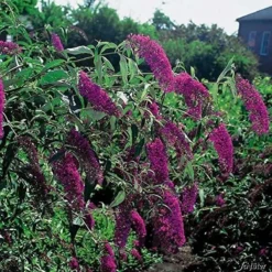 Buddleja Vlinderstruik 'Davidii Royal Red' - Rood, Meerjarig En Winterhard - Vlinderplant / Vlinderstruiken - Aantrekkelijk Voor De Vlinder | 1.5 Liter Pot -Exporteren Buiten Groen Winkel 1200x1200 438