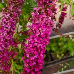 Buddleja Vlinderstruik 'Davidii Royal Red' - Rood, Meerjarig En Winterhard - Vlinderplant / Vlinderstruiken - Aantrekkelijk Voor De Vlinder | 1.5 Liter Pot -Exporteren Buiten Groen Winkel 1200x1200 439
