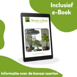 Bonsai Zaden 6 Soorten Incl. E-Book - Kweekset - Boompje In Pot - Kamerplanten – Kerstcadeau -Exporteren Buiten Groen Winkel 1200x1200 440