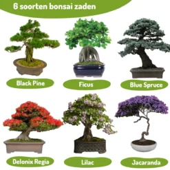 Bonsai Zaden 6 Soorten Incl. E-Book - Kweekset - Boompje In Pot - Kamerplanten – Kerstcadeau -Exporteren Buiten Groen Winkel 1200x1200 441