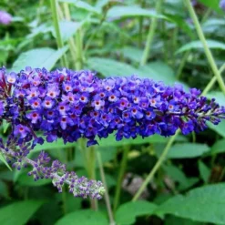 Buddleja Vlinderstruik Empire Blue - Blauwe Bloemen, Meerjarig En Winterhard | Vlinderplant / Vlinderstruiken - Aantrekkelijk Voor De Vlinder | 1.5 Liter Pot -Exporteren Buiten Groen Winkel 1200x1200 447