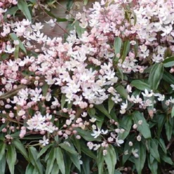 Clematis Apple Blossom | Roze - Meerjarig En Groenblijvend / Wintergroen - Winterharde Tuinplanten - Klimplant | 1.5 Liter Pot -Exporteren Buiten Groen Winkel 1200x1200 456