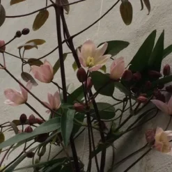 Clematis Apple Blossom | Roze - Meerjarig En Groenblijvend / Wintergroen - Winterharde Tuinplanten - Klimplant | 1.5 Liter Pot -Exporteren Buiten Groen Winkel 1200x1200 458