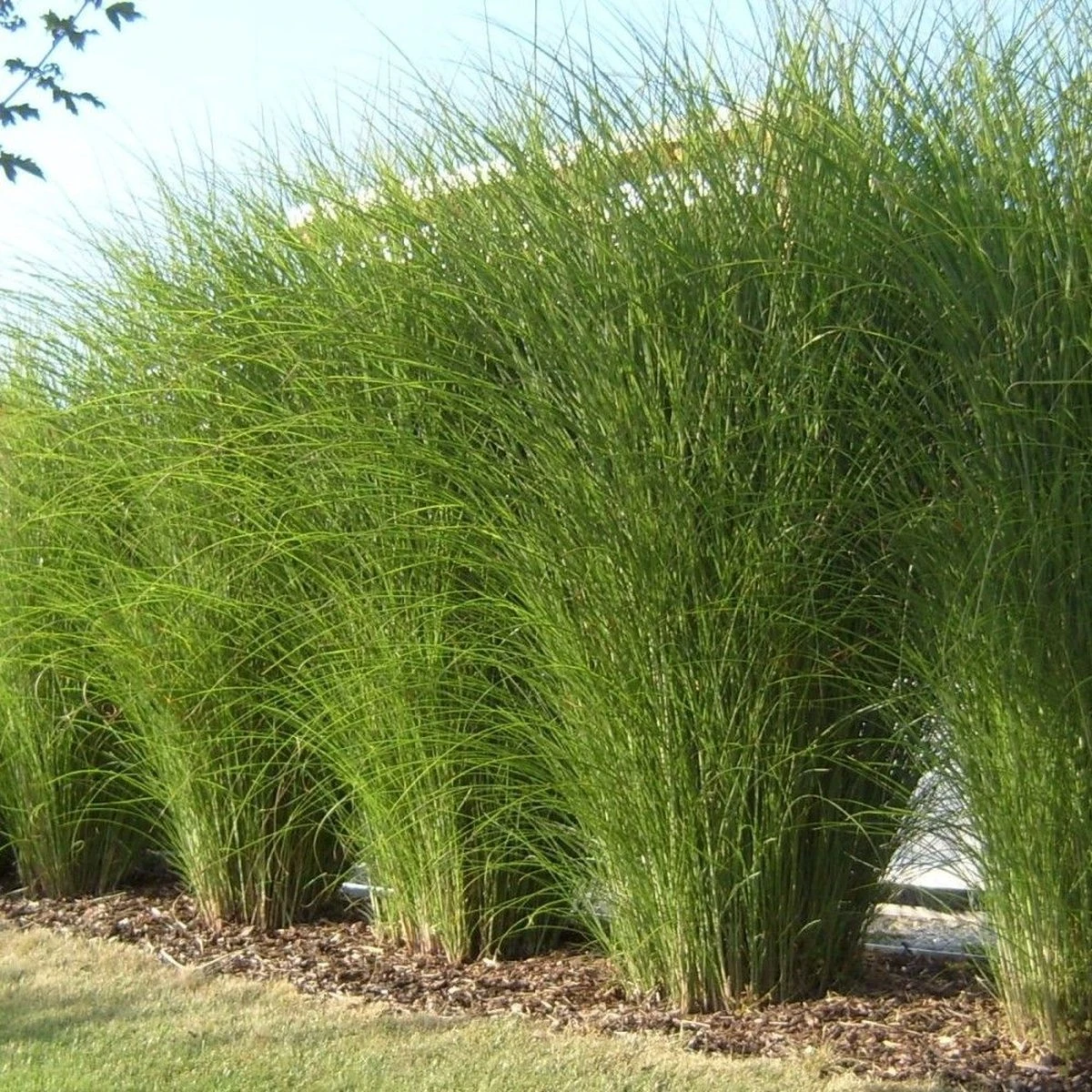 GP 12 X Prachtriet Gracillimus - Winterhard Siergras - Miscanthus Sinensis 'Gracillimus' In 9x9cm Pot Met Hoogte 5-10cm 1 GP 12 X Prachtriet Gracillimus - Winterhard Siergras - Miscanthus Sinensis 'Gracillimus' In 9x9cm Pot Met Hoogte 5-10cm