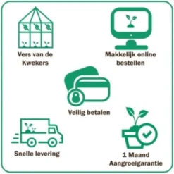 GP 12 X Prachtriet Gracillimus - Winterhard Siergras - Miscanthus Sinensis 'Gracillimus' In 9x9cm Pot Met Hoogte 5-10cm 14 GP 12 X Prachtriet Gracillimus - Winterhard Siergras - Miscanthus Sinensis 'Gracillimus' In 9x9cm Pot Met Hoogte 5-10cm -Exporteren Buiten Groen Winkel 1200x1200 464