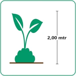 GP 12 X Prachtriet Gracillimus - Winterhard Siergras - Miscanthus Sinensis 'Gracillimus' In 9x9cm Pot Met Hoogte 5-10cm 15 GP 12 X Prachtriet Gracillimus - Winterhard Siergras - Miscanthus Sinensis 'Gracillimus' In 9x9cm Pot Met Hoogte 5-10cm -Exporteren Buiten Groen Winkel 1200x1200 465