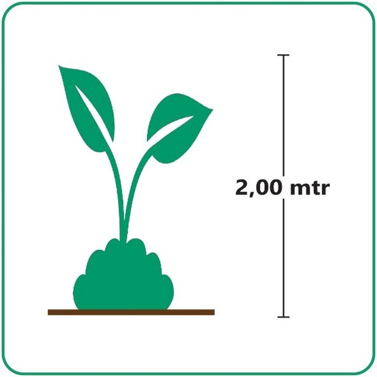 GP 12 X Prachtriet Gracillimus - Winterhard Siergras - Miscanthus Sinensis 'Gracillimus' In 9x9cm Pot Met Hoogte 5-10cm 8 GP 12 X Prachtriet Gracillimus - Winterhard Siergras - Miscanthus Sinensis 'Gracillimus' In 9x9cm Pot Met Hoogte 5-10cm - Afbeelding 8